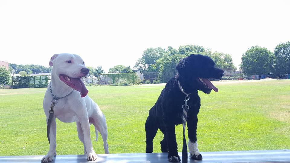 Two trained dogs sitting calmly together
