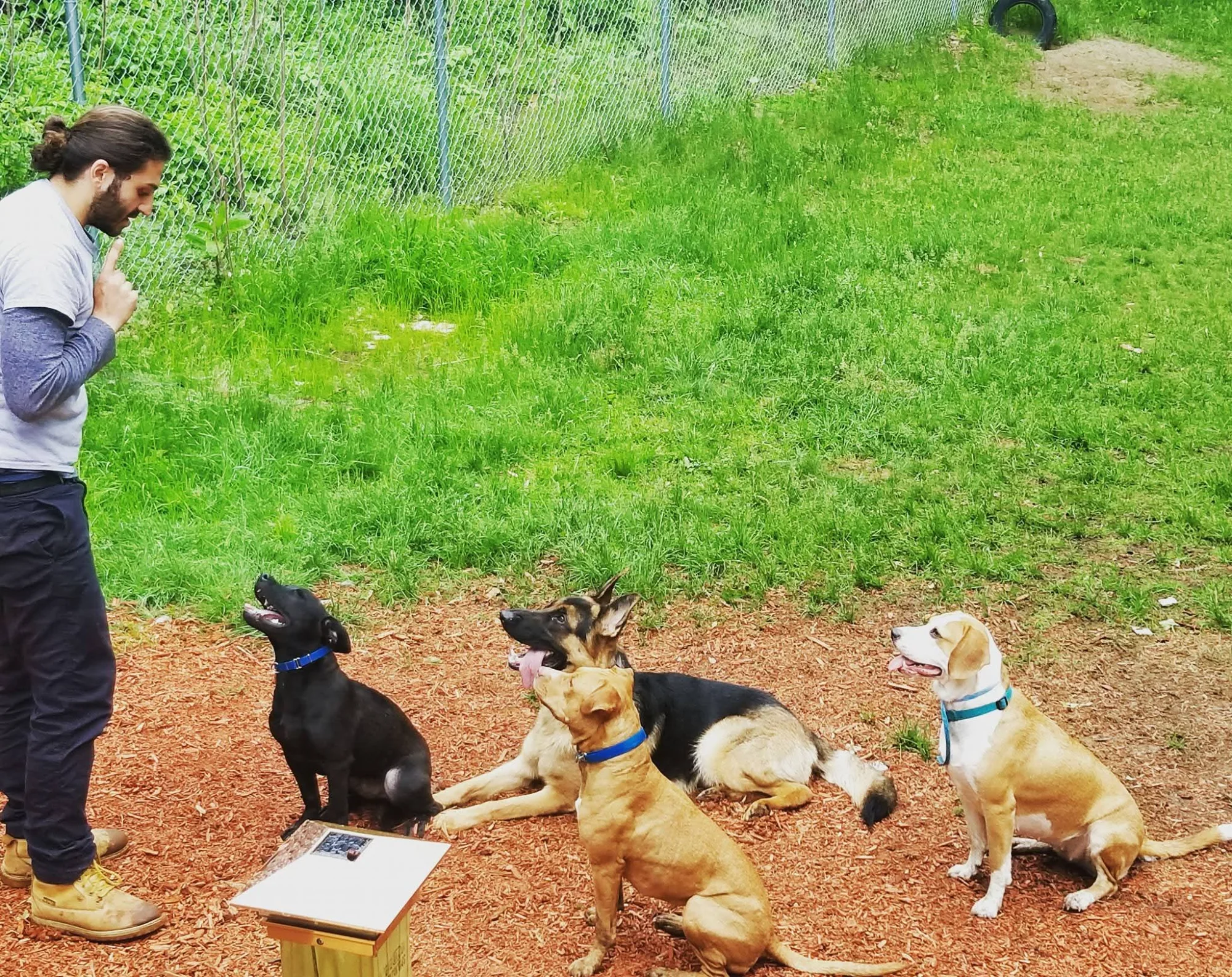 Gevorg training multiple dogs in a group session